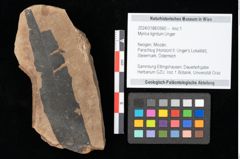 Foto (Objekt + Etikett) von Myrica lignitum Unger (NHMW-GEO-2024-0188-0560)